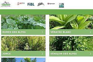 Photo: Printscreen site web patura alpina
