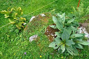Photo: FiBL, Franz Josef Steiner A gauche , plante de vérâtre blanc un peu jaunâtre; à droite, plante de gentiane jaune bien verte.
