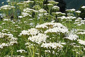 Fleurs d'achillée des collines