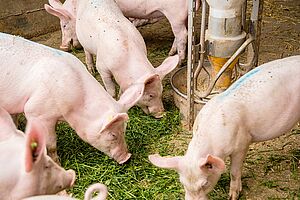 Photo: FiBL, Marion Nitsch Porcs à l'engraissement en train de manger de l'herbe
