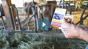 Vache brune dans la clôture d'alimentation, au premier plan avec deux cartes, légèrement plus grandes que les cartes Jass