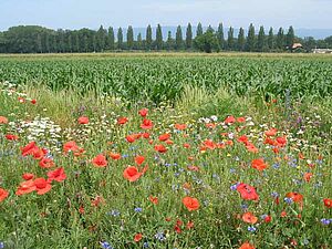 Des sols séchards, bien exposés, avec une faible pression des adventices (chardons, chiendents), se prêtent bien à la mise en place de nouvelles jachères florales. (Photo: (c) FiBL, Lukas Pfiffner) Au premier plan: jachère florale en fleur; à l'arrière-plan: champ de maïs