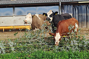 Trois vaches dans un parc mangent des feuilles de fourrage proposées.