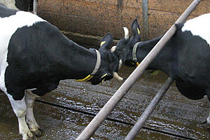 Photo: FiBL, Claudia Schneider Deux vaches séparées par une barrière entrent en contact.